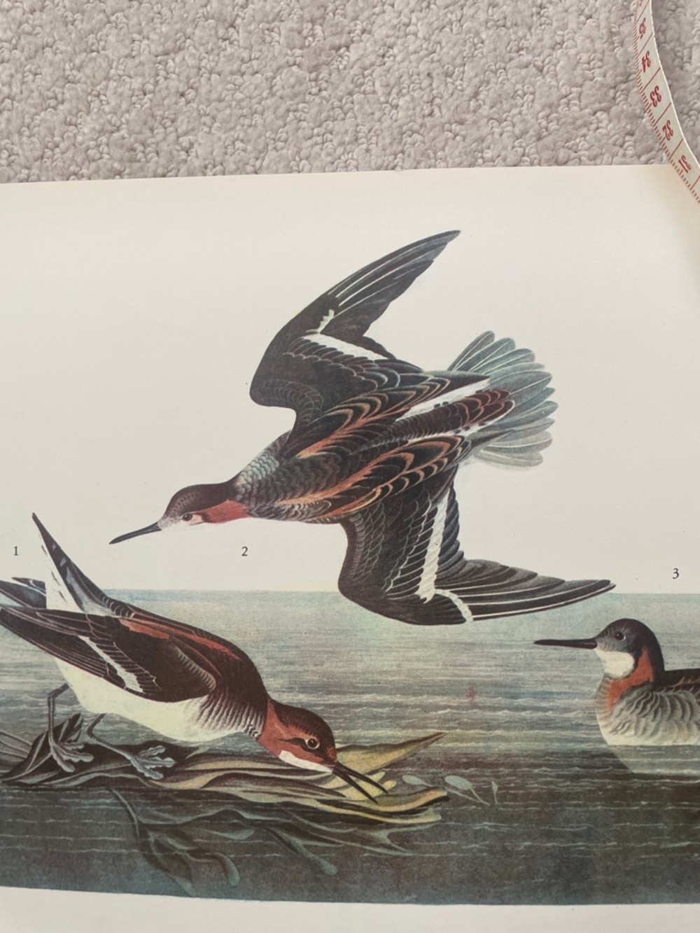 🖤5/$25 Vintage Bird Illustration Print - Northern Phalarope